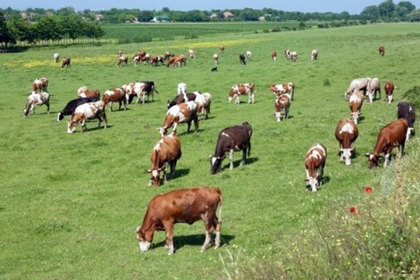 Важливі й кількість, і якість