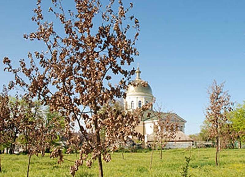 У Болграді дубовий гай помирав на очах