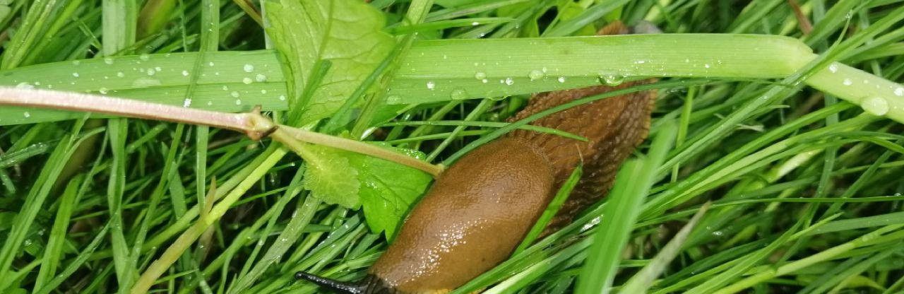 Пиво люблять... і руді слимаки