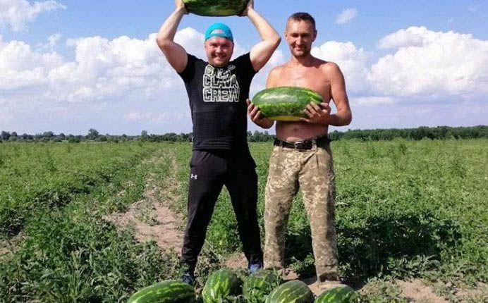 Поїду на Волинь по... кавуни