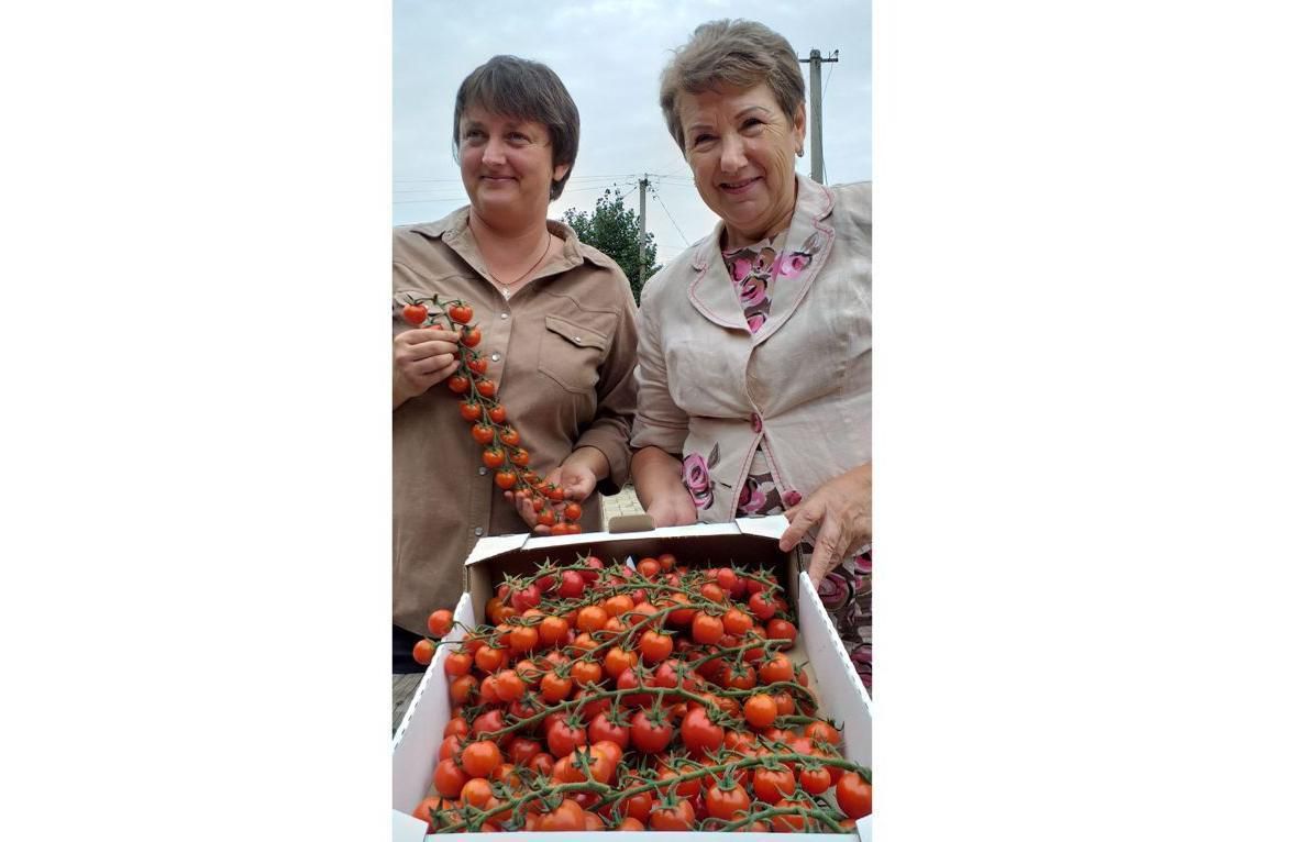 Станиця Луганська годує Київ помідорами