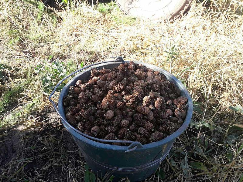 З тонни шишок отримують майже десять кілограмів насіння