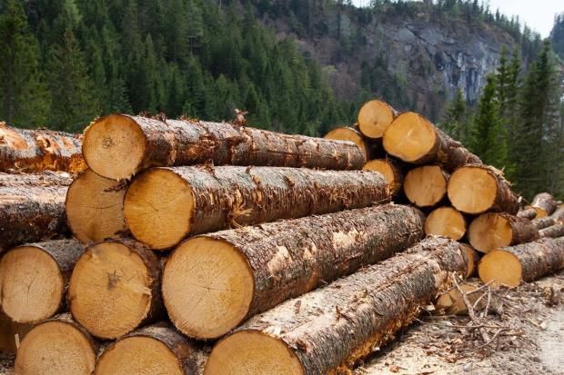 Ялицево-букові ліси захистили законом