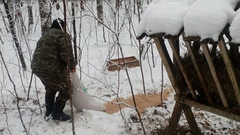 На Тернопільщині порахували мисливських тварин