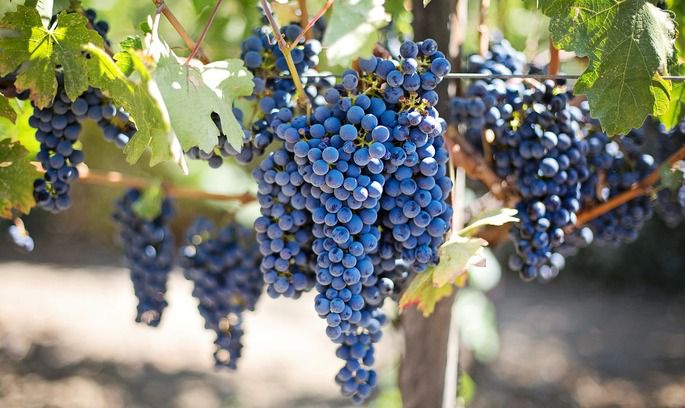 Чи стане вино харчовим продуктом?