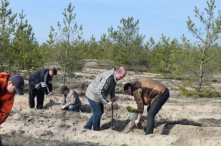На згарищі лісомисливського господарства в Луганській області з’являться саджанці