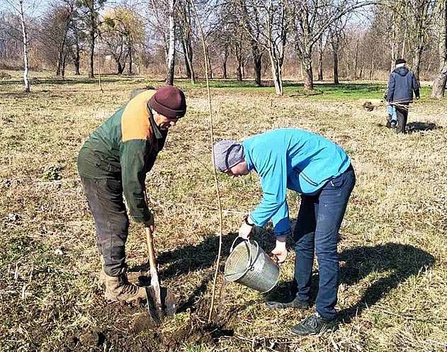 Дубно озеленюють: посадили 60 кленів у парку Афганців