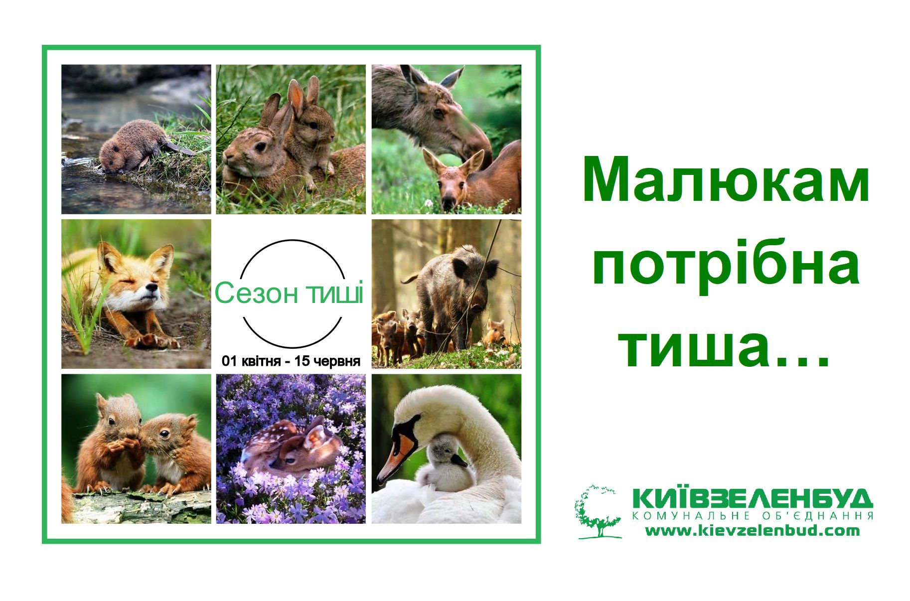 Міністерство енергетики та захисту довкілля нагадує: з 1 квітня у лісах розпочався «сезон тиші»