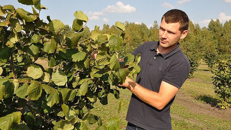Хто у Сарнах вирощує найсмачніший фундук