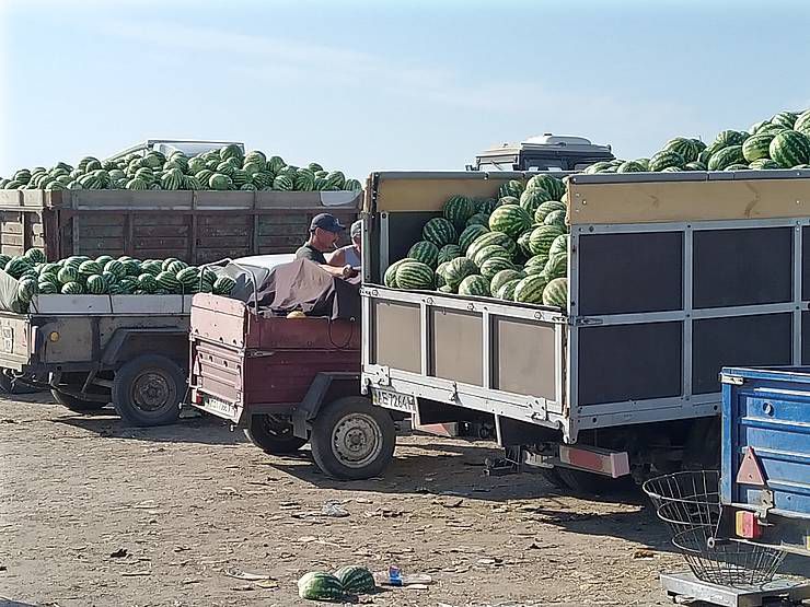 Кавунові хитрощі на степових баштанах Херсонщини 