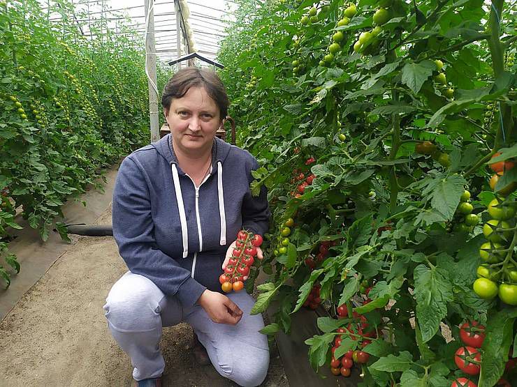Томати зі Станиці Луганської продають у столичних магазинах
