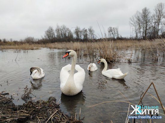 Чернівці: Для зимівлі лебедів відновлять дамби