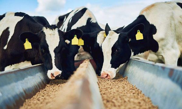 Про внесення змін до розділу X «Прикінцеві та перехідні положення» Закону України «Про безпечність та гігієну кормів» з метою стабілізації ринку кормів