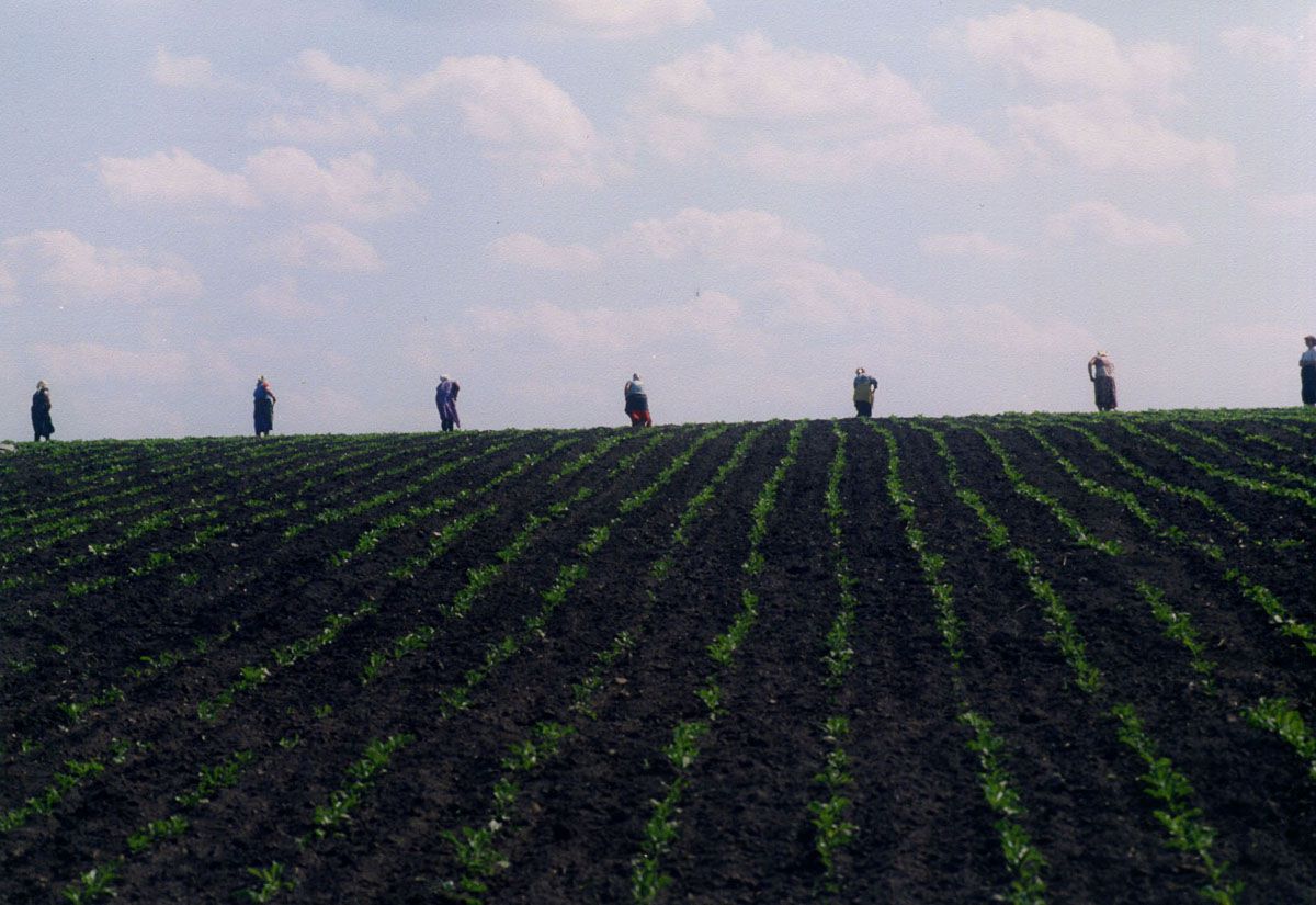 Продукти без хімії і шкідливих домішок