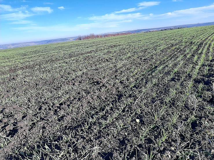 Мороз провів фітосанітарну чистку ланів