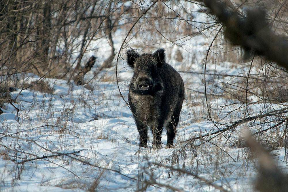 Запоріжжя: Підрахували копитних мешканців Хортиці