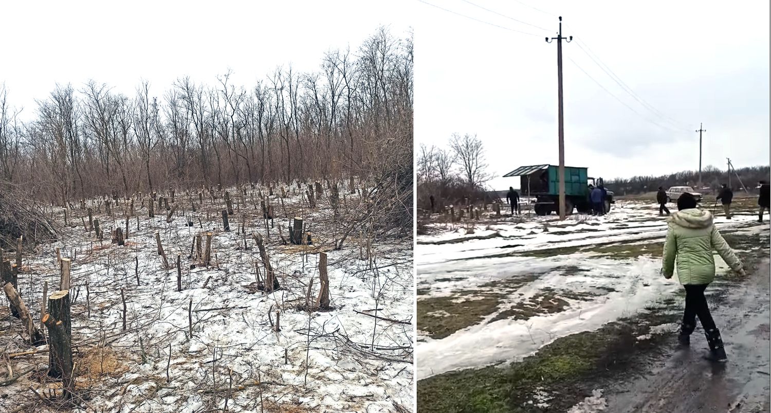 Суховії зривали чорнозем, зливова вода змивала городи, або Чому вирубують дерева?