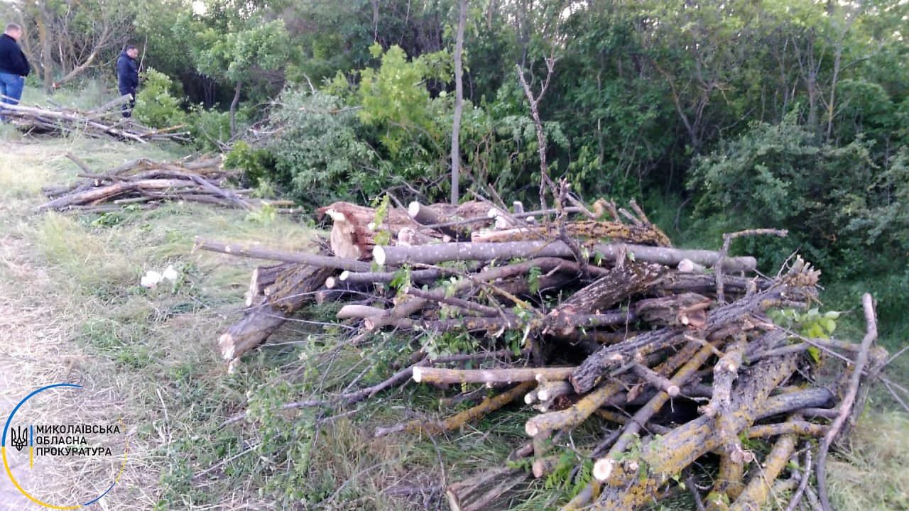 Миколаївщина: Порубали незаконно лісові насадження