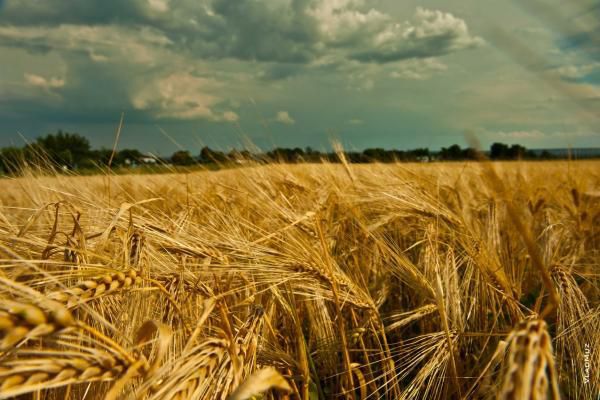 Жнива на Херсонщині очікують з тривогою