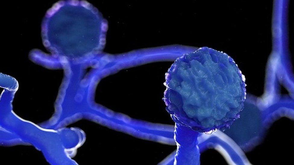 ВООЗ попереджає: «Дельта» ще небезпечніша й заразніша