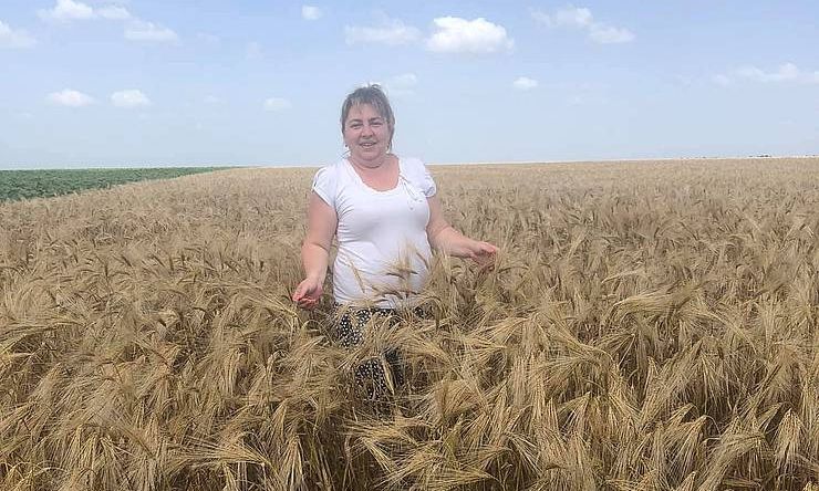 Як не посуха, то дощі. Якість зерна може істотно знизитися