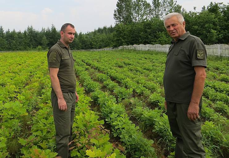 Волинь: Ліс — ровесник Незалежності