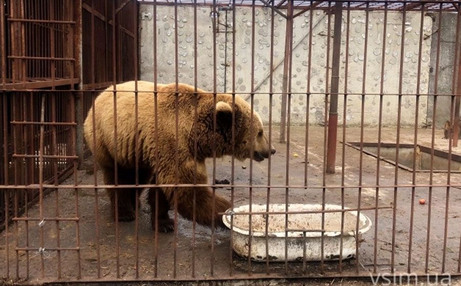 Ведмеді в добрі руки