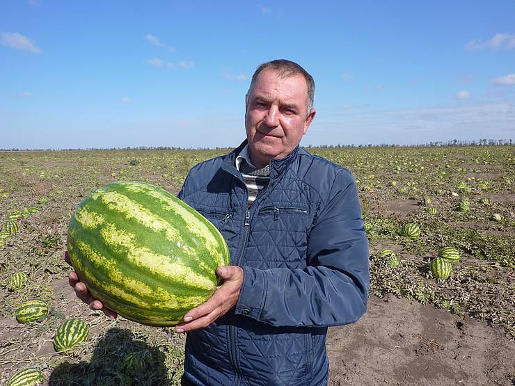Кавуни роздали б, та не бере ніхто