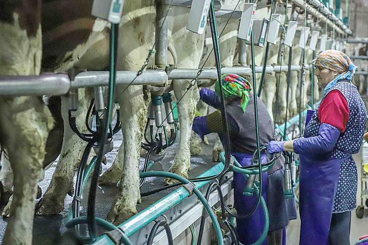 Молочні ріки обміліли: На півдні країни вирішили вдатися до запропонованої вченими формули їх наповнення
