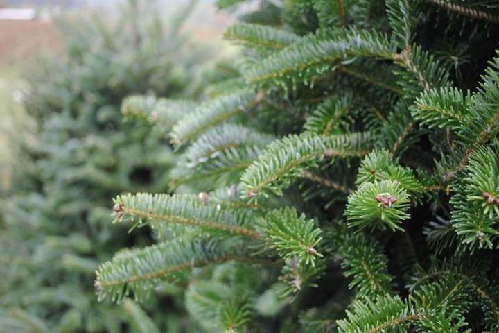 У Києві ялинкові базари перевіряють на легальність