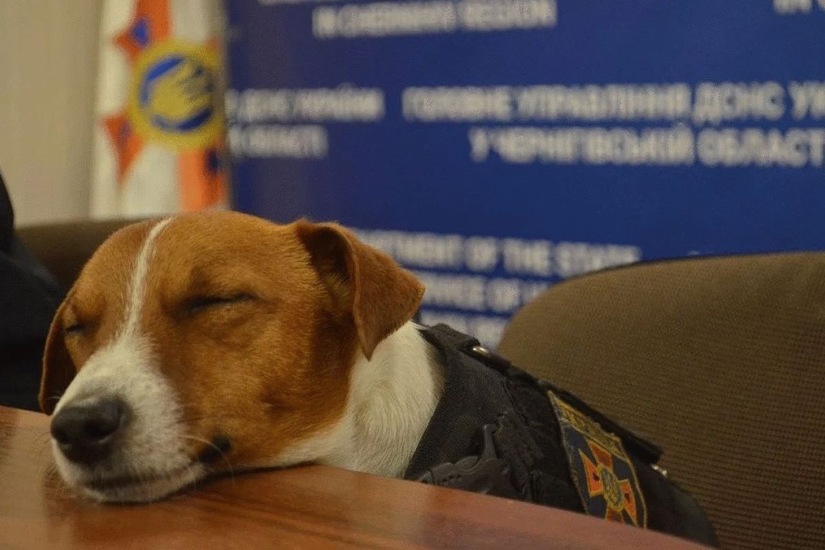 Пес-сапер Патрон отримав державну нагороду і заснув на брифінгу