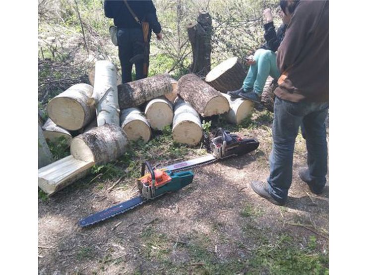 За незаконні вирубки – порушників до відповідальності
