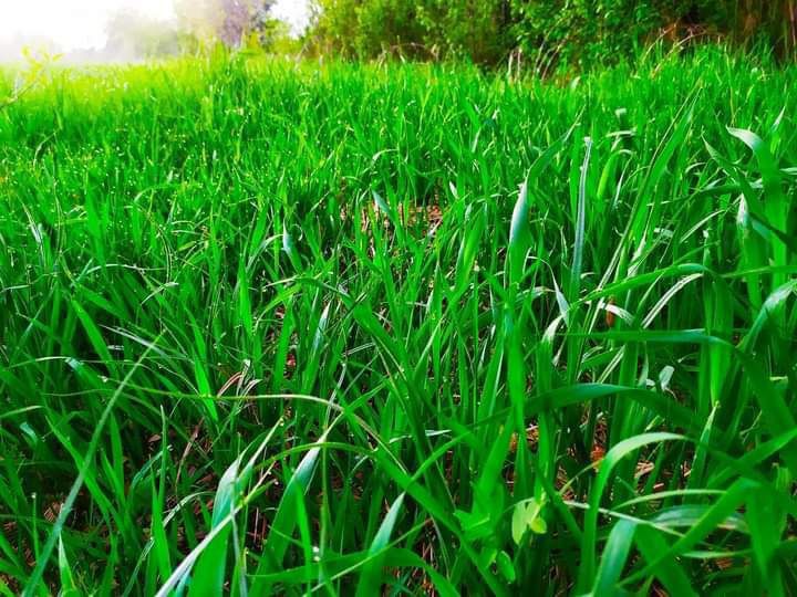 Івано-Франківщина: Посівні площі сільськогосподарських культур зросли 