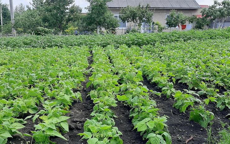 Стратегічний запас квасолі