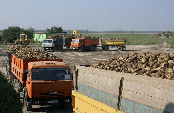Порадували цукром