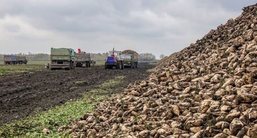 Буряки викопали, але ще не скрізь вивезли з поля
