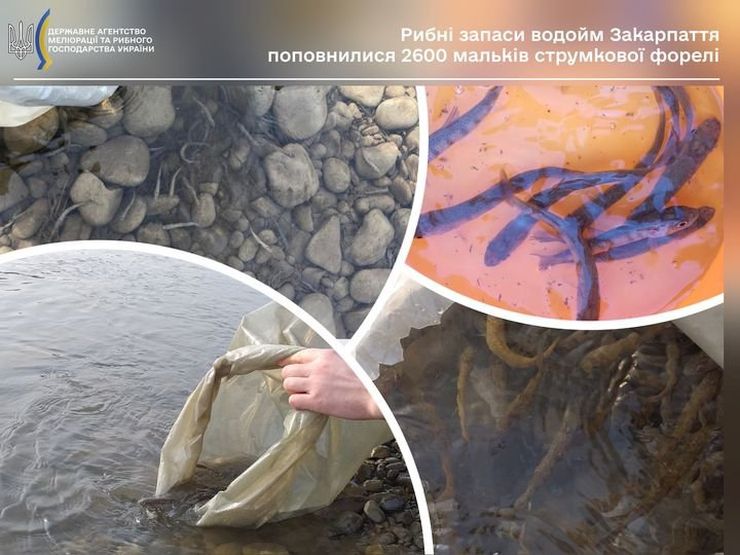 Рибні запаси водойм Закарпаття поповнилися мальками струмкової форелі
