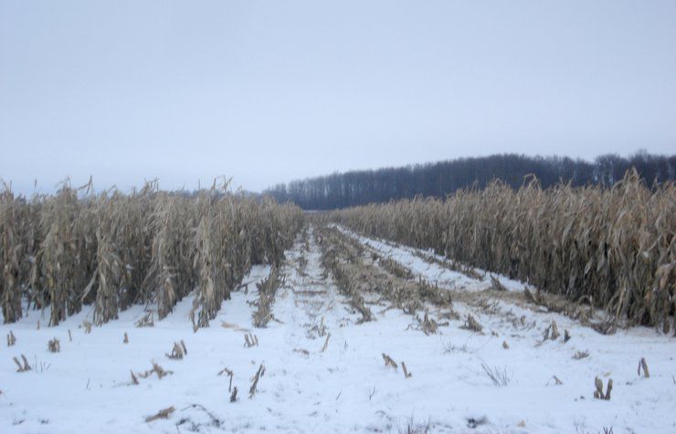 Підвела кукурудза