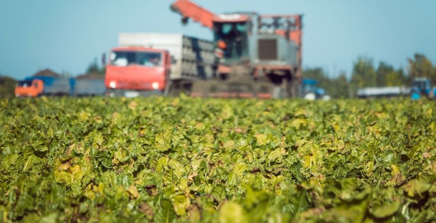 Перший мільйон тонн цукристих накопали на Вінниччині