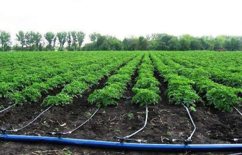 ФАО шукає підрядників для закупівлі систем крапельного зрошення