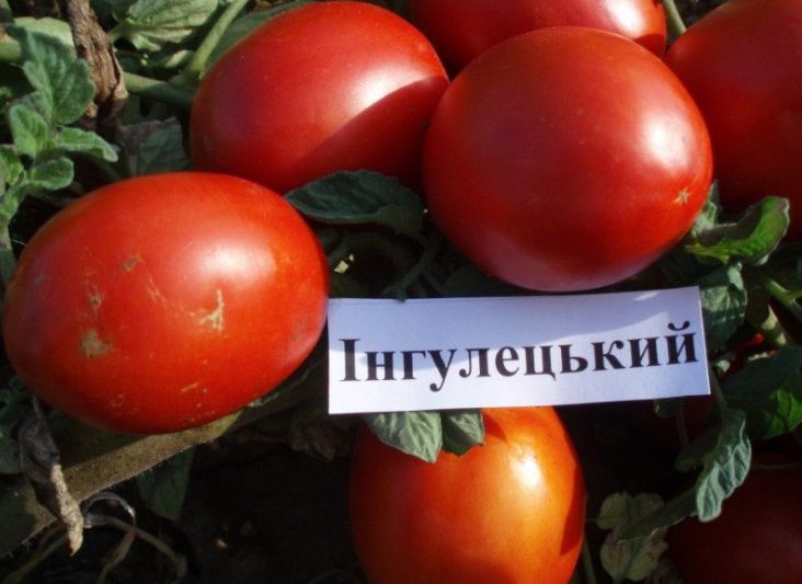 Внесено зміни до реєстрів сортів рослин