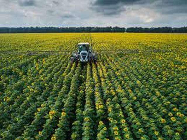 В Україні засіяно понад 5,5 мільйона га зернових і зернобобових культур 