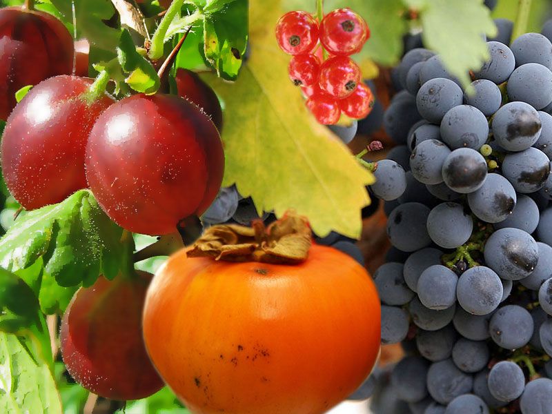 Фермери Львівщини отримають підтримку через новий проєкт RE:BERRY