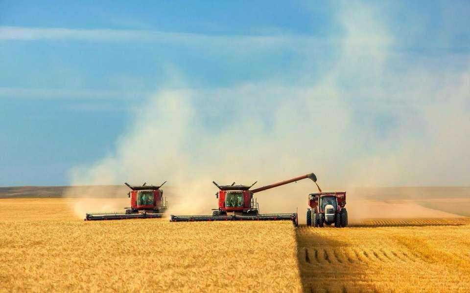 Українські аграрії зібрали майже 20 мільйонів тонн зернових та зернобобових культур