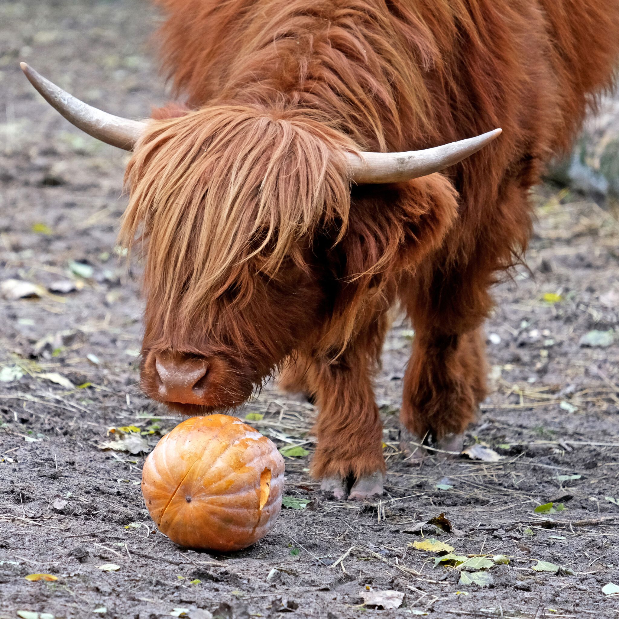 КиївЗоо запрошує на другий «Гарбузовий вікенд» для мешканців копитного ряду