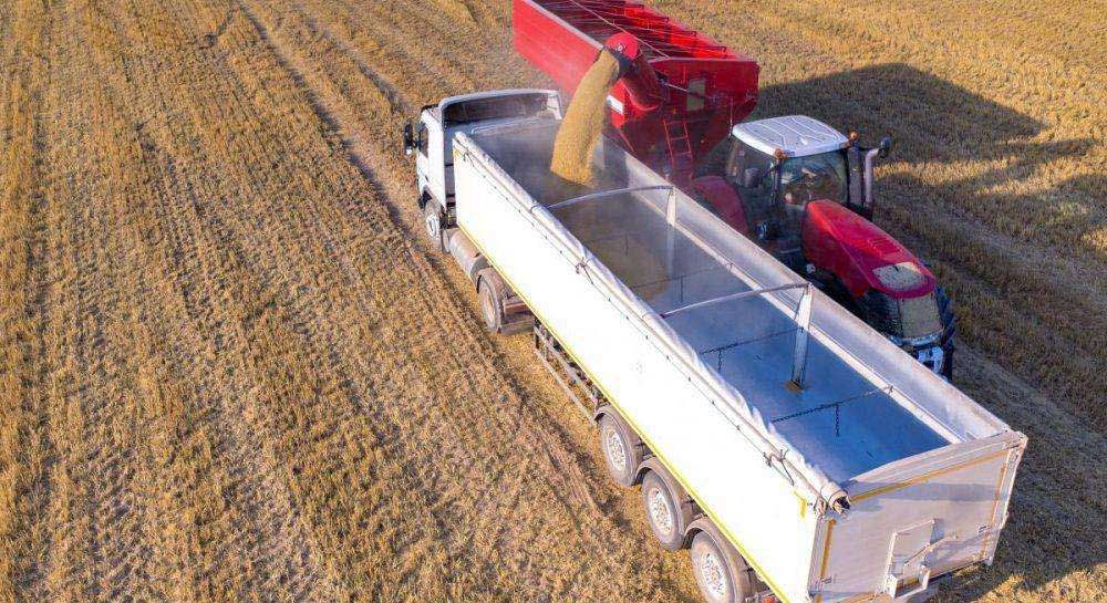 Українські аграрії зібрали вже 43 мільйони тонн зерна нового врожаю