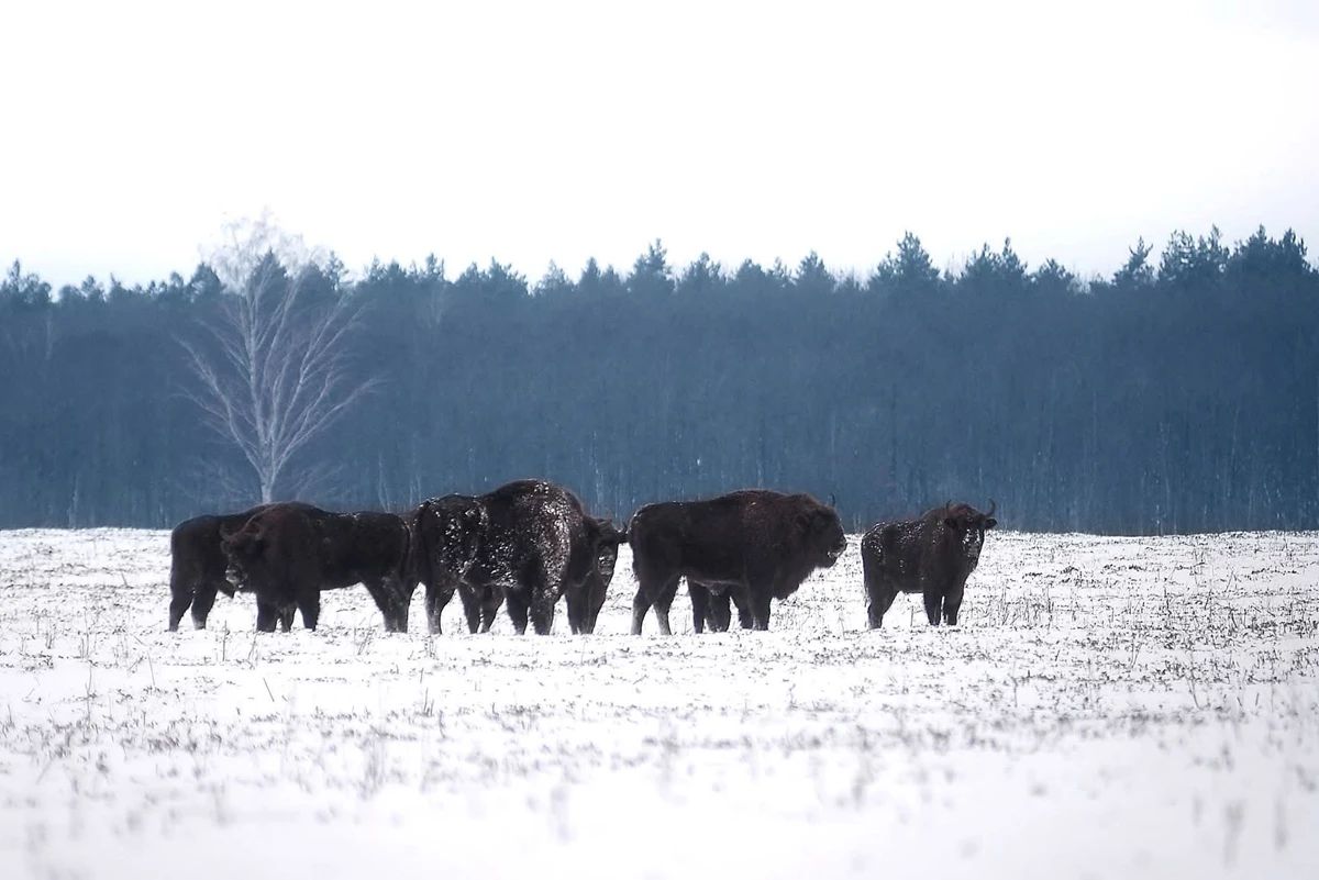 На Львівщині проведуть облік зубрів, занесених до Червоної книги України