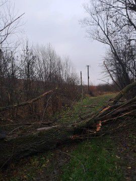 Через пориви вітру на Прикарпатті знеструмлено 23 населені пункти