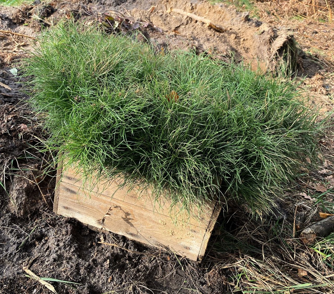 У Києві висадили понад 234 тис. сіянців у рамках лісокультурної кампанії 2025 року