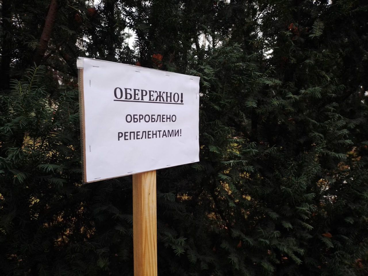 У Києві посилюють контроль за хвойними насадженнями перед новорічними святами